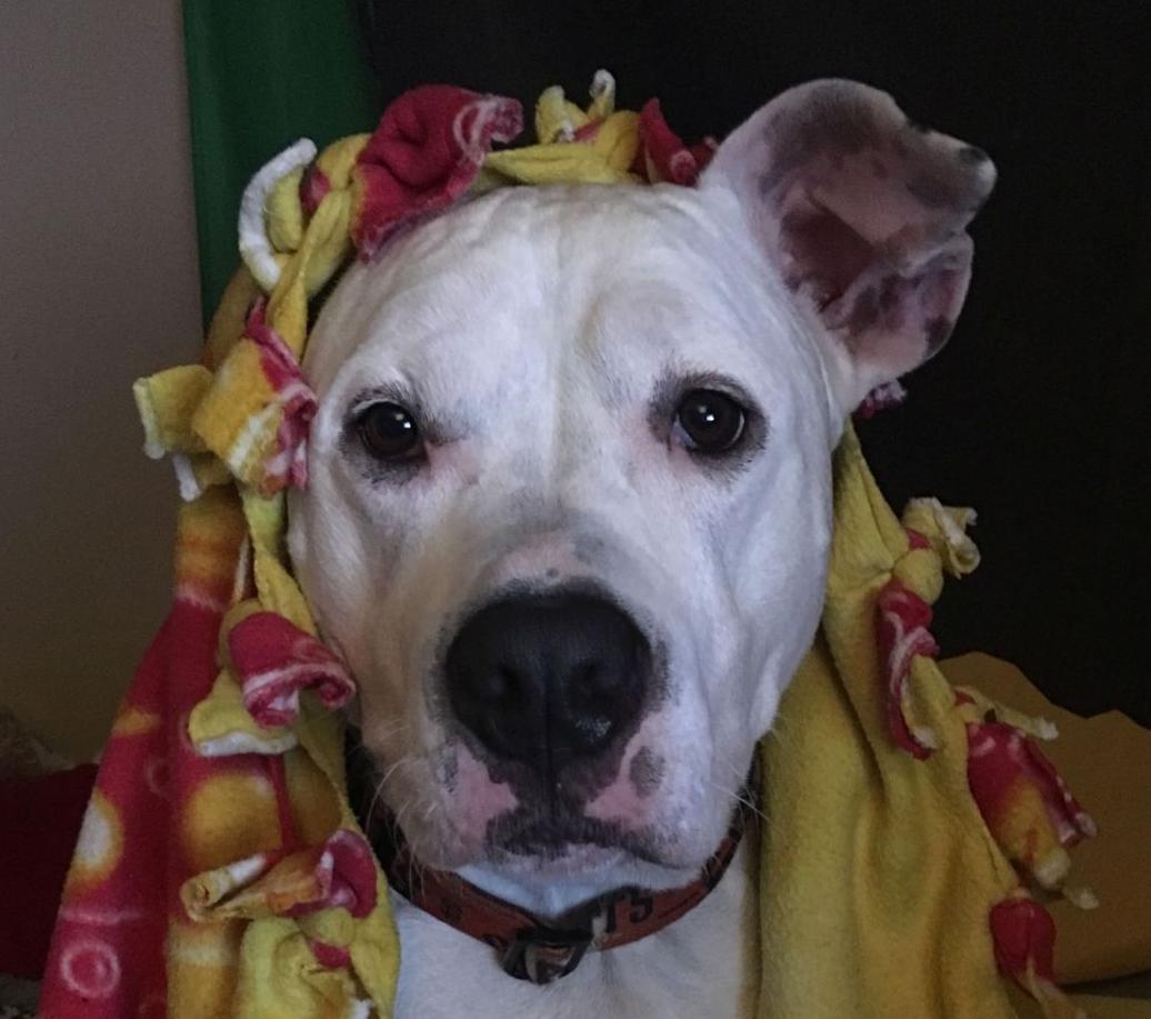 Pic of the Litter: Blaze Wuppington